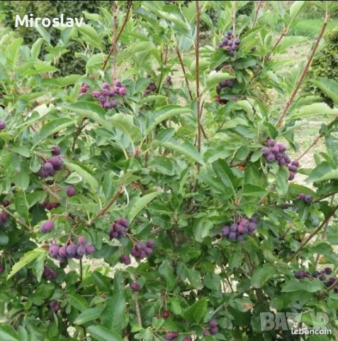 Офика „Бурка“-(Самодивско дърво), снимка 6 - Градински цветя и растения - 54244400