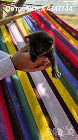 Подарявам три малки котенца. , снимка 5 - Други - 54358034