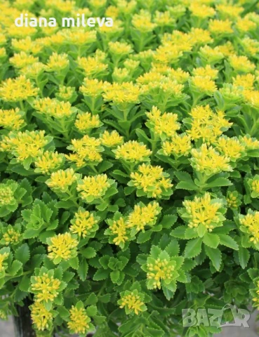 Камчатски седум, Sedum kamtschaticum, снимка 2 - Градински цветя и растения - 51146500