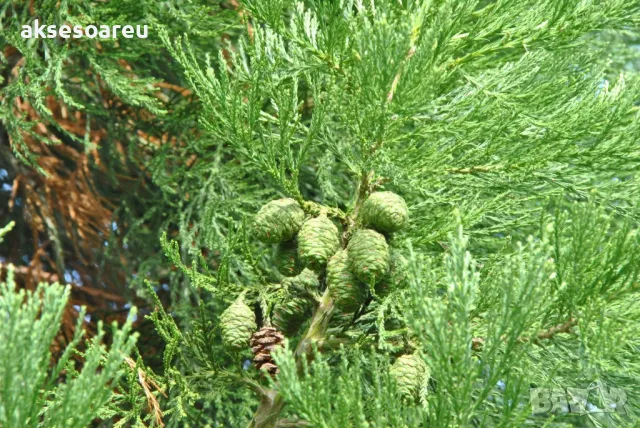 15 нови семена гигантска секвоя мамутово дърво sequoiadendron giganteum за декорация на двора  , снимка 10 - Сортови семена и луковици - 49828592