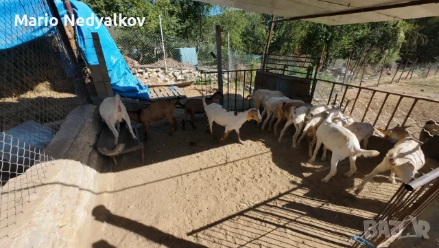Продавам добре гледани ярета (25-30 кг) – с. Ботево, обл. Варна, снимка 7 - Кози - 55994038