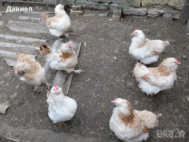 Фаверол, снимка 3 - Други животни - 50275579