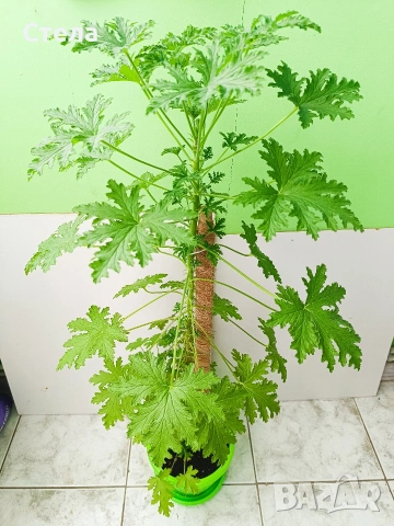 Сциндапсус, Бенджамин и други цветя , снимка 8 - Стайни растения - 45108051