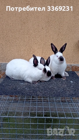 Калифорнийски зайци, снимка 2 - Други - 54223406