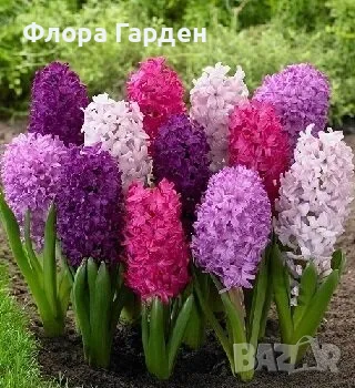 Луковици ЗЮМБЮЛ - Предварителни поръчки, снимка 13 - Градински цветя и растения - 51033126