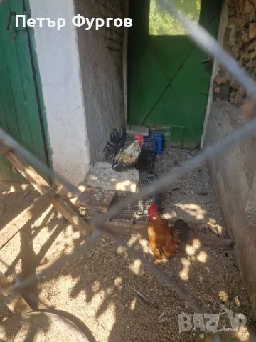 Продавам  2бр.    петлета