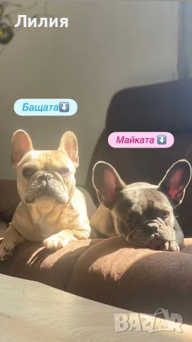 Френски булдог blue fawn, снимка 6 - Френски булдог - 55954397
