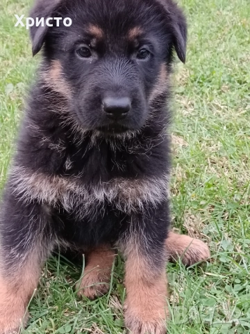 Малки немски овчарки, снимка 13 - Немска овчарка - 52557703