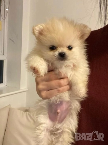 Померан, снимка 3 - Померан - 49131151