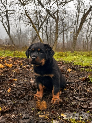 Ротвайлери ,след 2ра ваксина, снимка 2 - Ротвайлер - 52865622