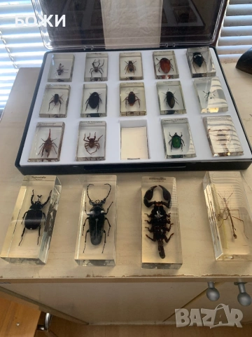 Голяма колекция насекоми в акрил – скорпион, бръмбари, паяци
