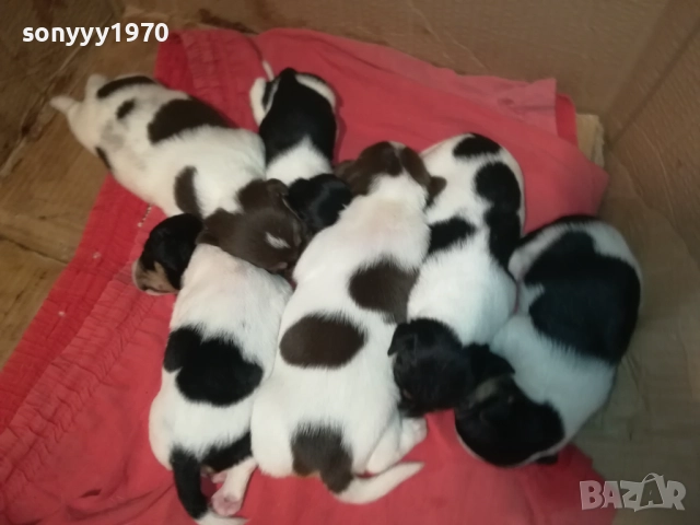 ПРОДАВАМЕ КУТРЕТА-ДЖАК РЪСЕЛ 250ЛВ ЗА 1БР 0209251838, снимка 18 - Джак ръсел териер - 51583363