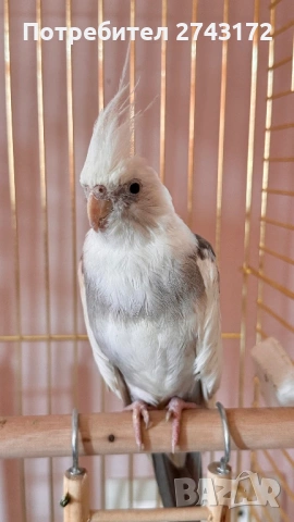 Папагали Корела с клетка 88/50, снимка 4 - Папагали - 54172632