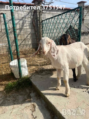  🐐 Продавам мъжки англо-нубийски ярета, снимка 3 - Кози - 53745937