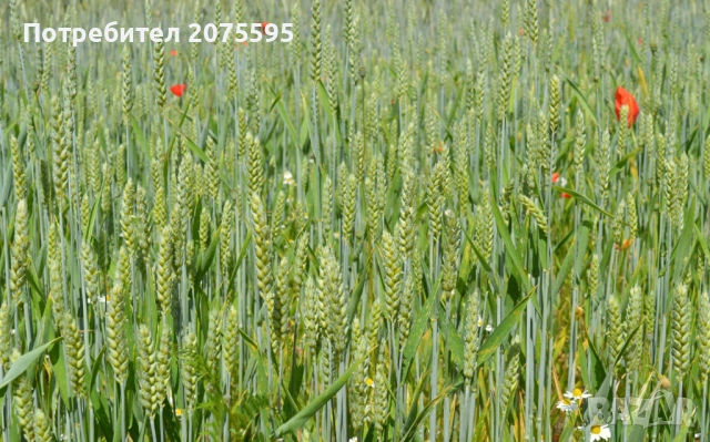 Земеделска земя село Горно Александрово