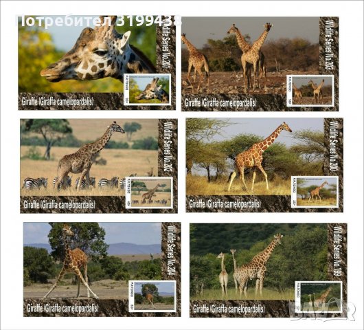 Чисти блокове Фауна Жирафи 2020 от Тонго, снимка 1 - Филателия - 37602955