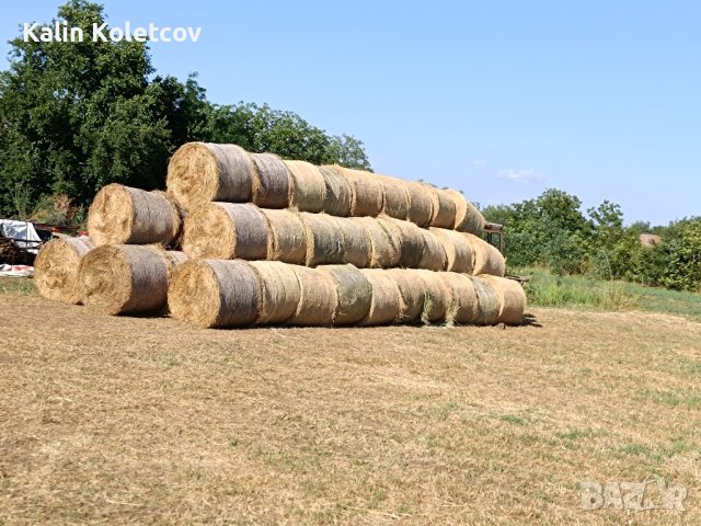 продавам Бали царевичак , снимка 2 - Други стоки за животни - 42511341