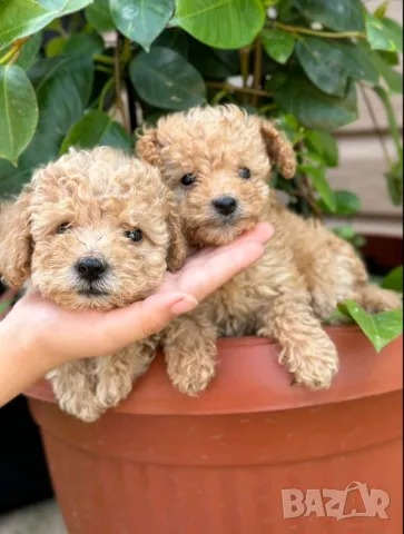 Пудел той , снимка 1