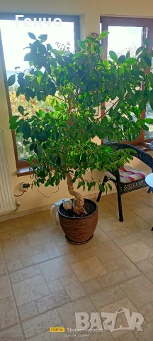 Фикус микрокарпа (Ficus microcarpa)