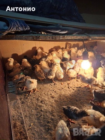 Продавам малки пилета , снимка 2 - Кокошки и пуйки - 54314864