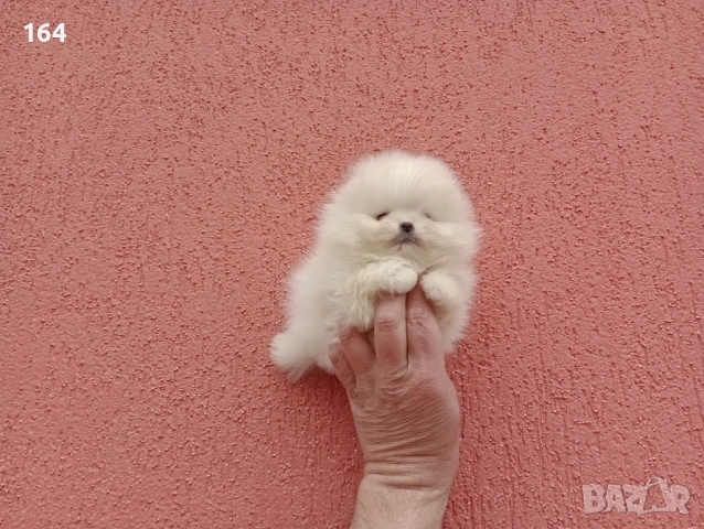 Чисто бели мини Померани. Реални снимки !!! , снимка 15 - Померан - 53895518