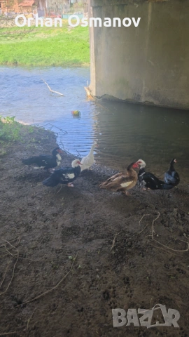 Неми патици 