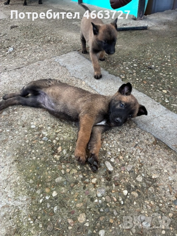 Продавам Белгийски овчарки, снимка 9 - Белгийска овчарка - 52579124