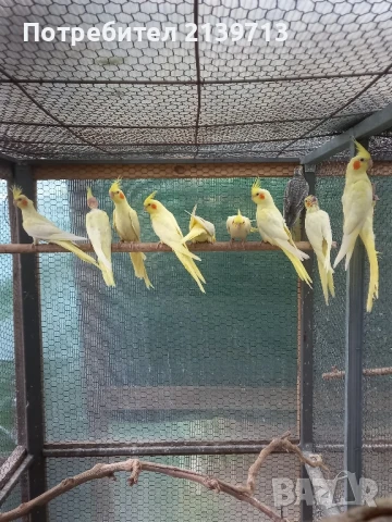 Продавам папагали млади Корели от 2025 г., снимка 5 - Папагали - 50449957