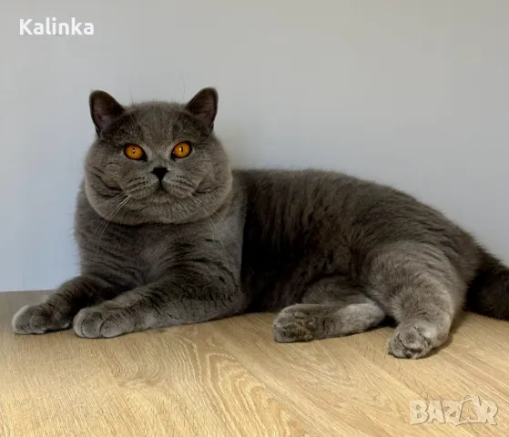 Чистокръвен мъжки британец за разплод, снимка 18 - Търси партньор - 41953795