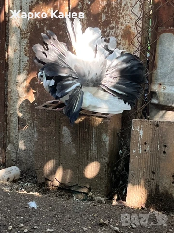 Фенерлии, снимка 5 - Гълъби - 51151904
