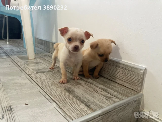 чихуахуа , снимка 3 - Чихуахуа - 50704214