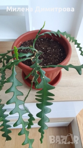 Epiphyllum anguliger кактус зигзаг, снимка 5 - Стайни растения - 49747854