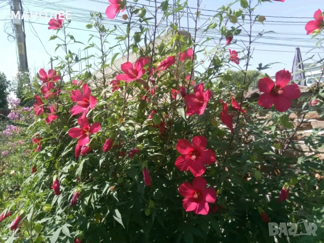 🌺🌺🌺Градински хибискус-студоустойчив🎁✨💐, снимка 2 - Градински цветя и растения - 52949698