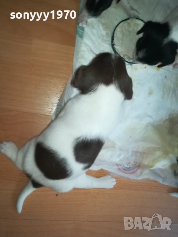 ПРОДАВАМЕ КУТРЕТА-ДЖАК РЪСЕЛ 250ЛВ ЗА 1БР 0309251809, снимка 12 - Джак ръсел териер - 51595617