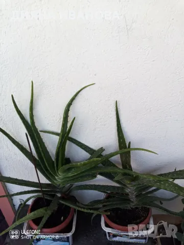 ЖЪЛТА КЛИВИЯ, АЛОЕ ARBORESCENS И АЛОЕ BARBADENSIS., снимка 9 - Стайни растения - 49868477