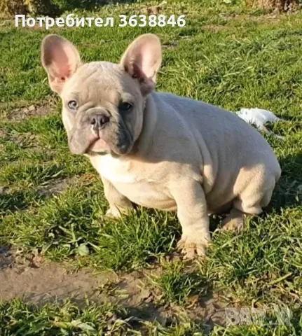 Френски фулдог, снимка 2 - Френски булдог - 48752191