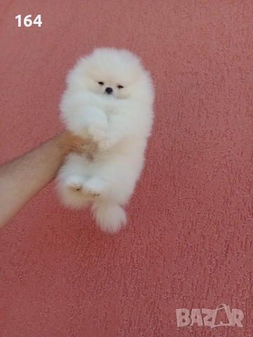 Бял мъжки Померан. Клип, снимка 3 - Померан - 52719427