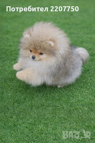 продавам померан 
