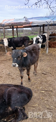Продавам 2 бр. Телета, снимка 2 - Крави - 53295775