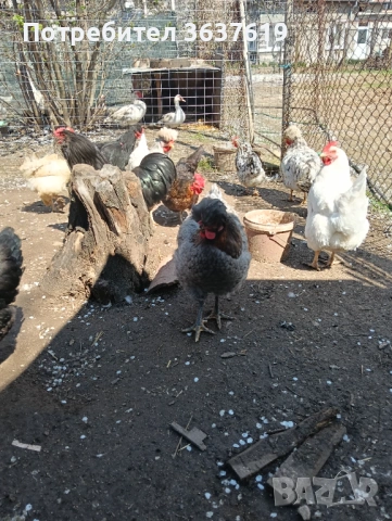 Продавам кокошки, снимка 2 - други­ - 54096987