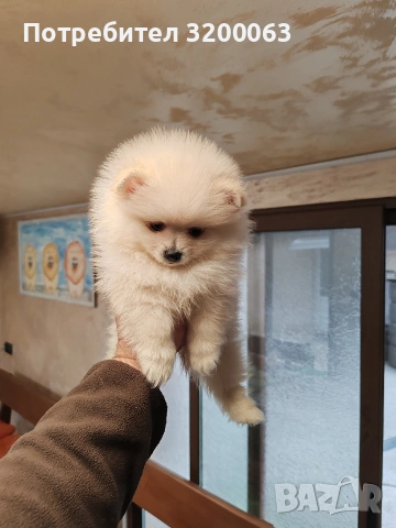 Померан мини шпиц., снимка 5 - Померан - 53913386