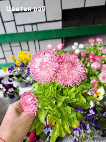 Парички 2€брой саксия , снимка 9 - Градински цветя и растения - 54222972