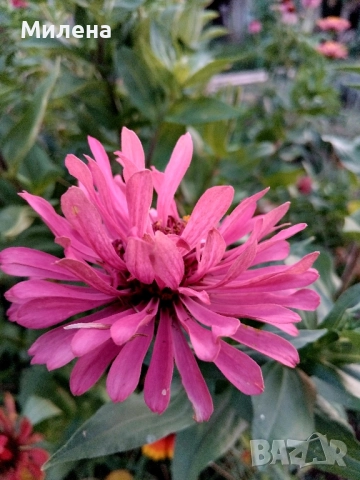 Семена висока и ниска циния , снимка 3 - Сортови семена и луковици - 49165896