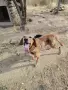 барак късокосмест, снимка 2