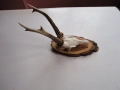 Ловен трофей рога 17, снимка 2