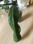 Philodendron Patriciae , снимка 5