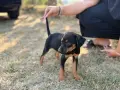 Малко ловджийско кученце, снимка 6
