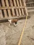 фокстериер ловно куче, снимка 6