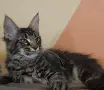 момиче на три месеца, снимка 1