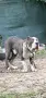 American Bully XL/Американско Були ХЛ, снимка 2